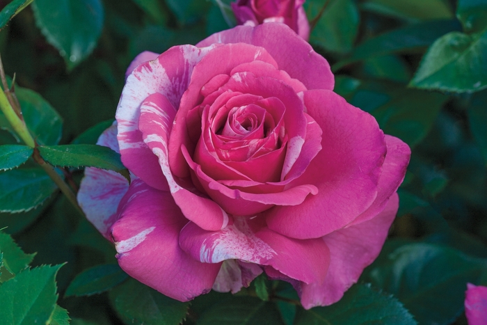 Parade Day Rose - Rosa grandiflora 'Parade Day' from Sloat Gardens