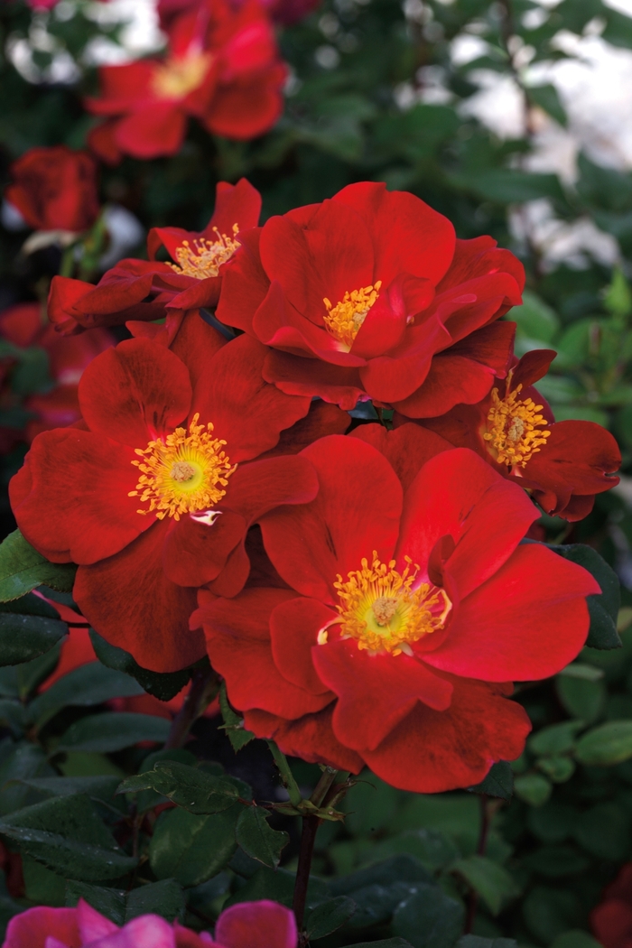 Top Gun Shrub Rose - Rosa 'Top Gun' from Sloat Gardens