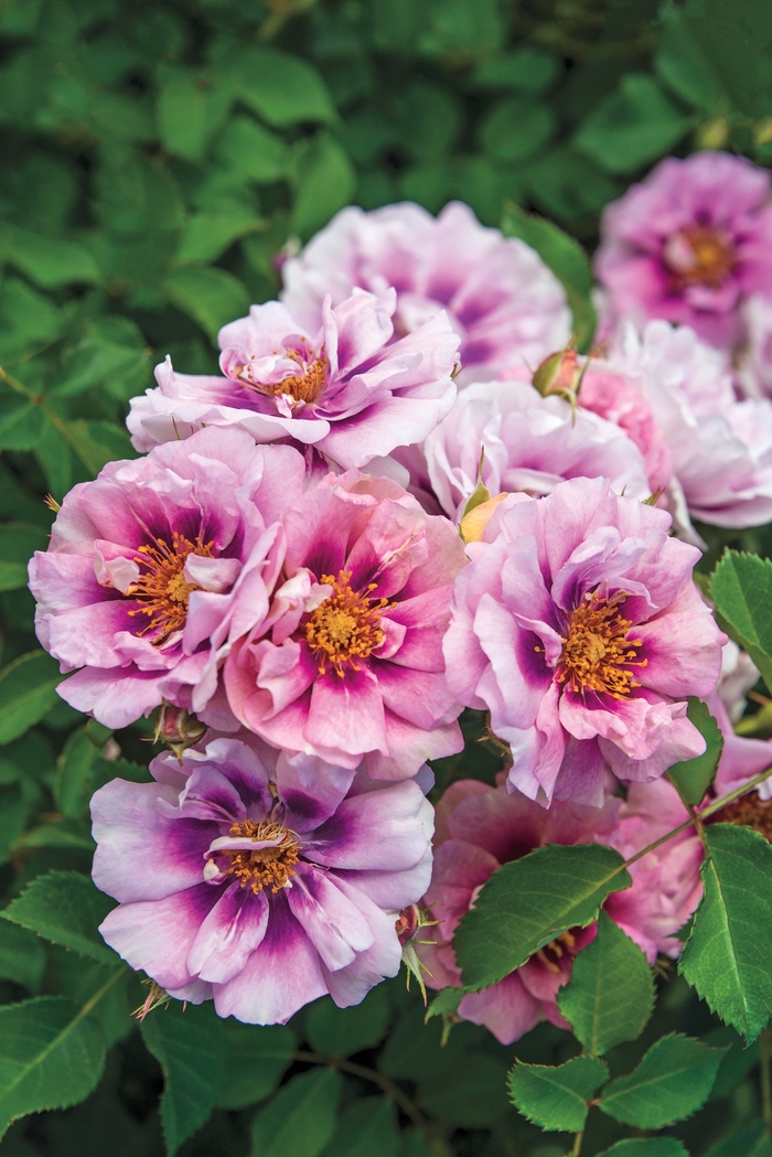 Easy on the Eyes Shrub Rose - Rosa 'Easy on the Eyes' from Sloat Gardens