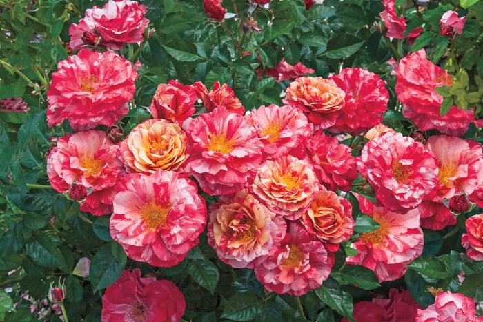 Frida Kahlo Rose - Rosa floribunda 'Frida Kahlo' from Sloat Gardens