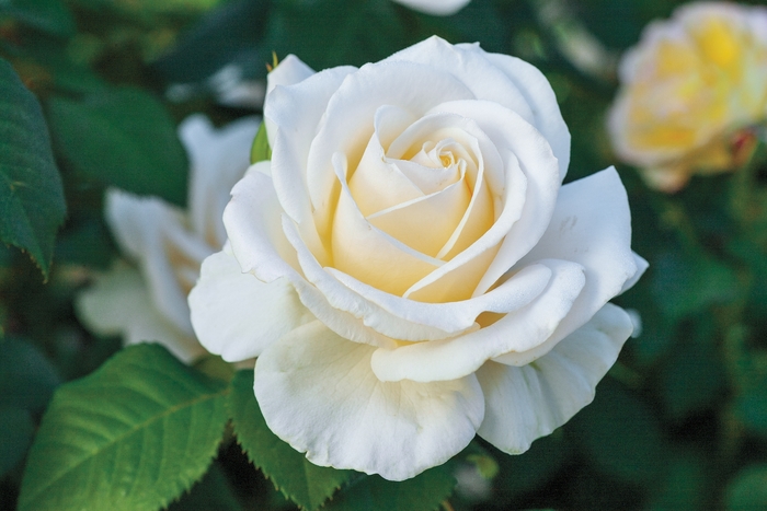 Easy Spirit Rose - Rosa floribunda 'Easy Spirit' from Sloat Gardens