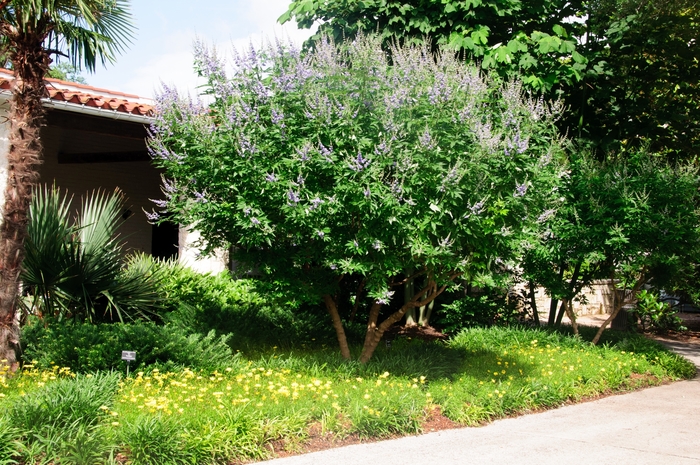 Chaste Tree - Vitex agnus-castus from Sloat Gardens Chaste Tree - Vitex agnus-castus from Sloat Gardens
