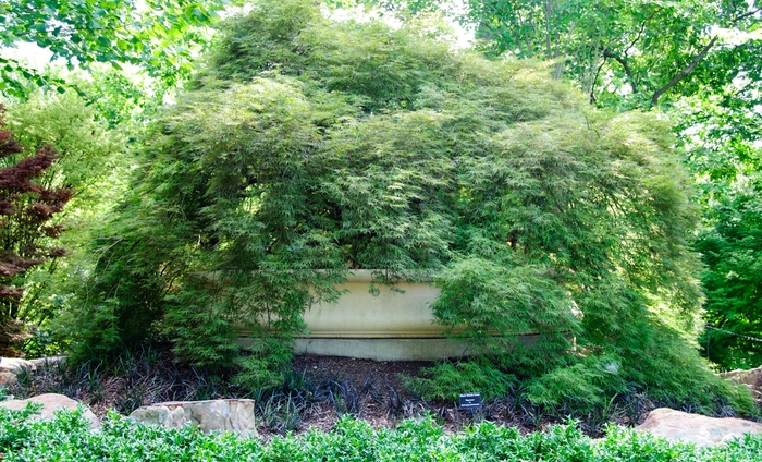Atropurpureum Japanese Maple - Acer palmatum 'Atropurpureum' from Sloat Gardens