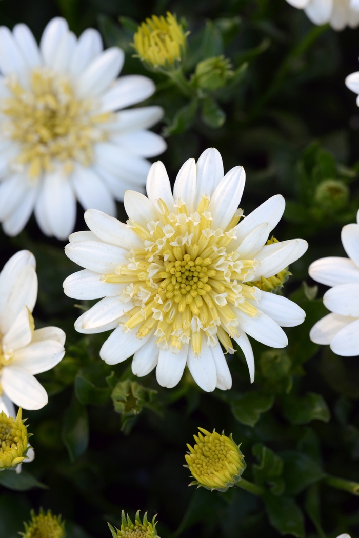 4D™ Lemon Ice - Osteospermum hybrid from Sloat Gardens