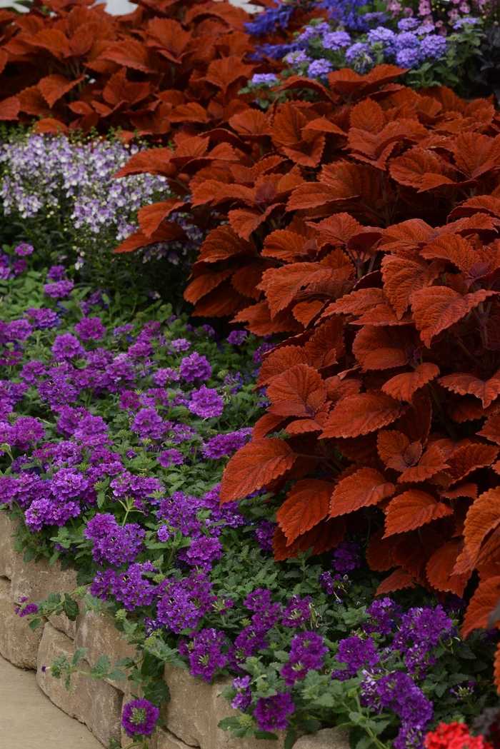  Inferno Coleus - Solenostemon scutellarioides 'Inferno' from Sloat Gardens