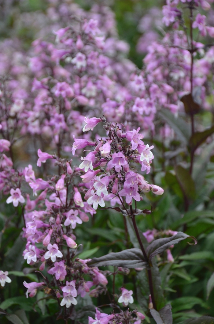'Midnight Masquerade' - Penstemon hybrid from Sloat Gardens