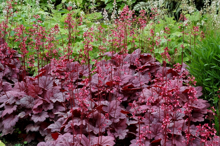 Coral Bells - Heuchera 'Grape Soda' from Sloat Gardens