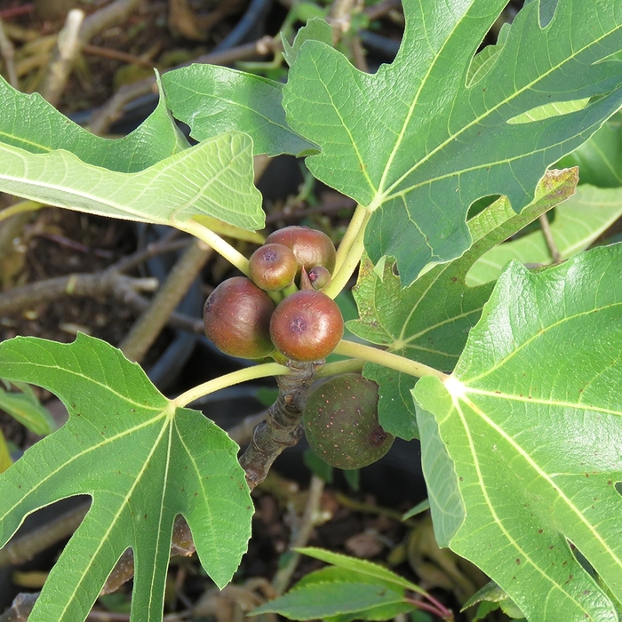 Little Miss Figgy™ Dwarf Fig - Ficus carica 'Little Miss Figgy' from Sloat Gardens