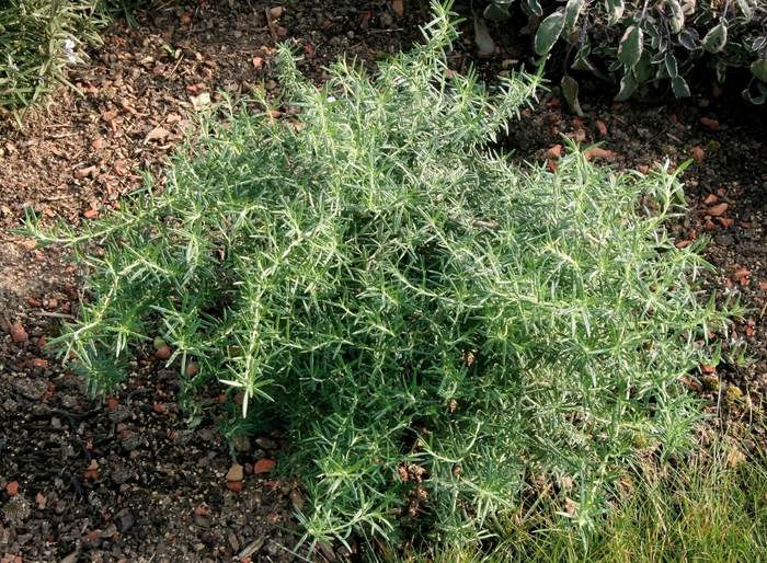 Rosemary - Rosmarinus officinalis 'Prostatus' from Sloat Gardens