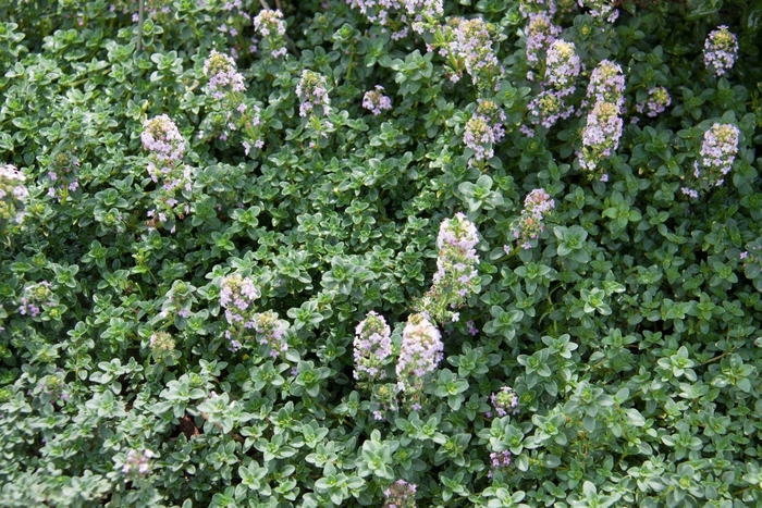 Lemon Thyme - Thymus citriodorus from Sloat Gardens