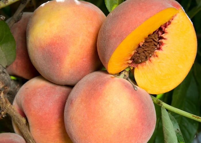 Peach O Henry - Prunus persica 'O Henry' from Sloat Gardens
