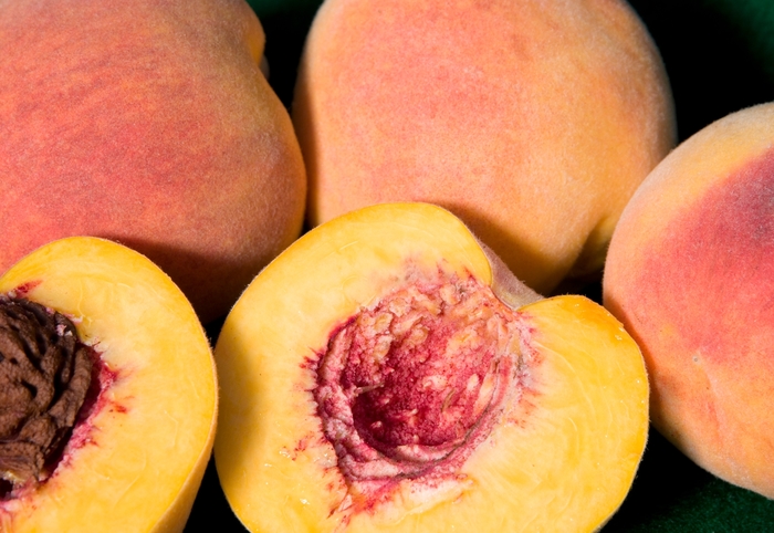 Peach Elberta - Prunus persica 'Elberta' from Sloat Gardens