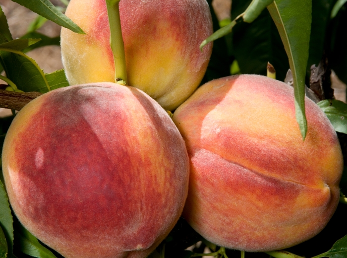 Peach Redhaven - Prunus persica 'Redhaven' from Sloat Gardens