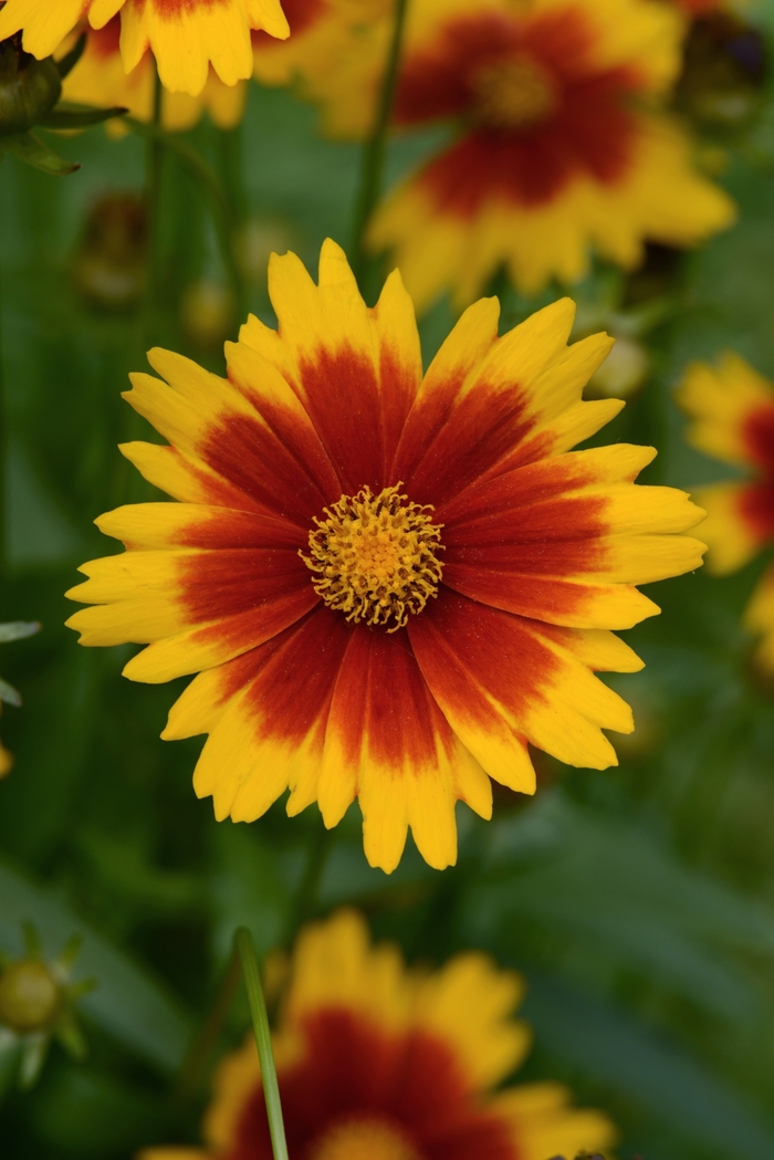 UpTick™ Gold & Bronze Tickseed - Coreopsis hybrida from Sloat Gardens