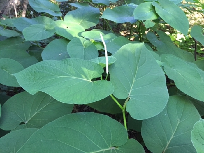 Hoja Santa - Piper auritum from Sloat Gardens