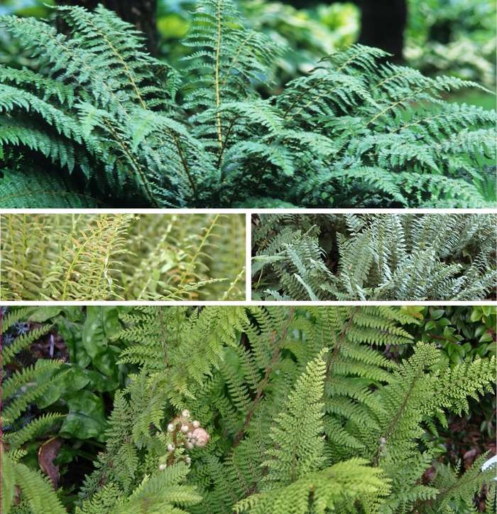 Fern - Polystichum Multiple Varieties from Sloat Gardens