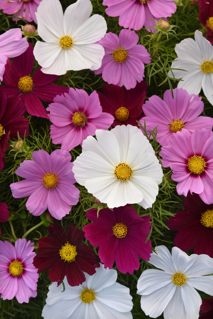 Cosmos - Cosmos bipinnatus 'Sonata Mix' from Sloat Gardens