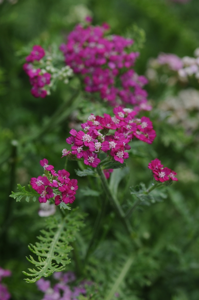 Yarrow - Achillea millefolium 'New Vintage™ Violet' from Sloat Gardens