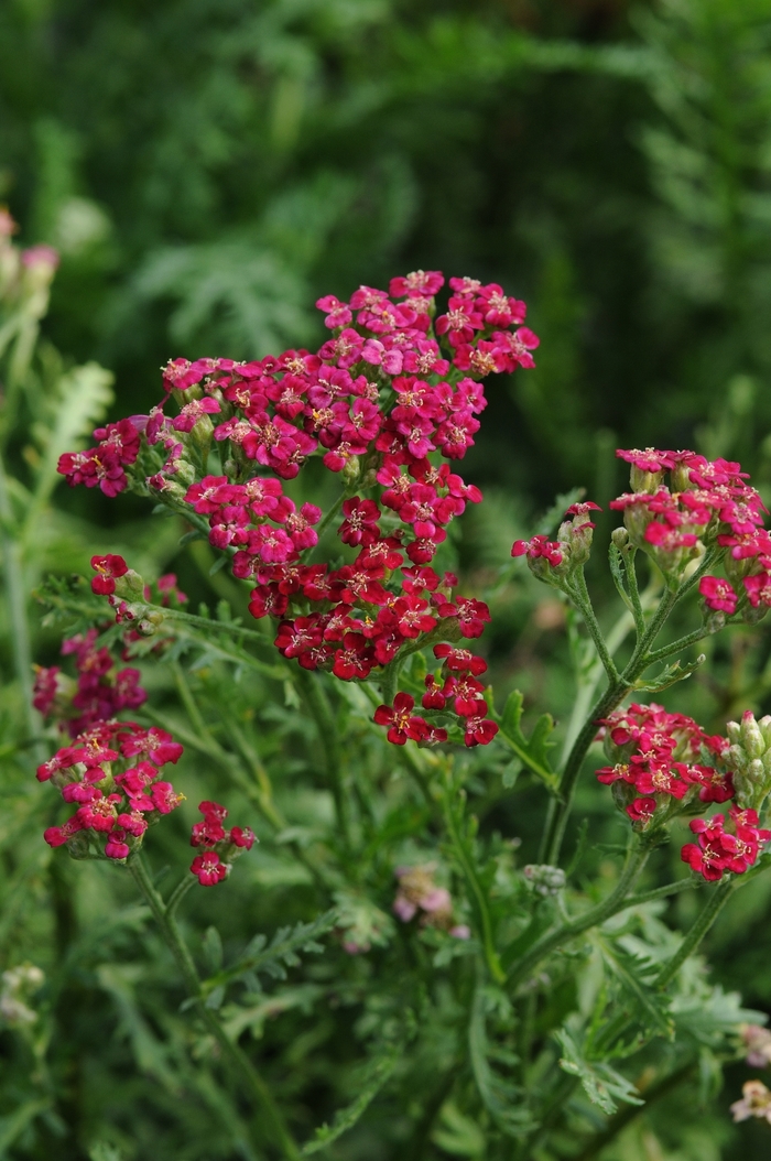 Yarrow - Achillea millefolium 'New Vintage™ Red' from Sloat Gardens