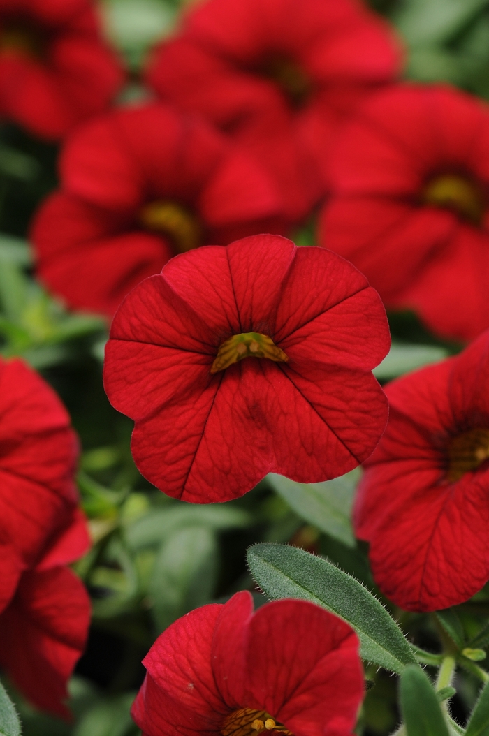 Trailing Petunia - Calibrachoa x hybrida 'Cabaret® Bright Red' from Sloat Gardens