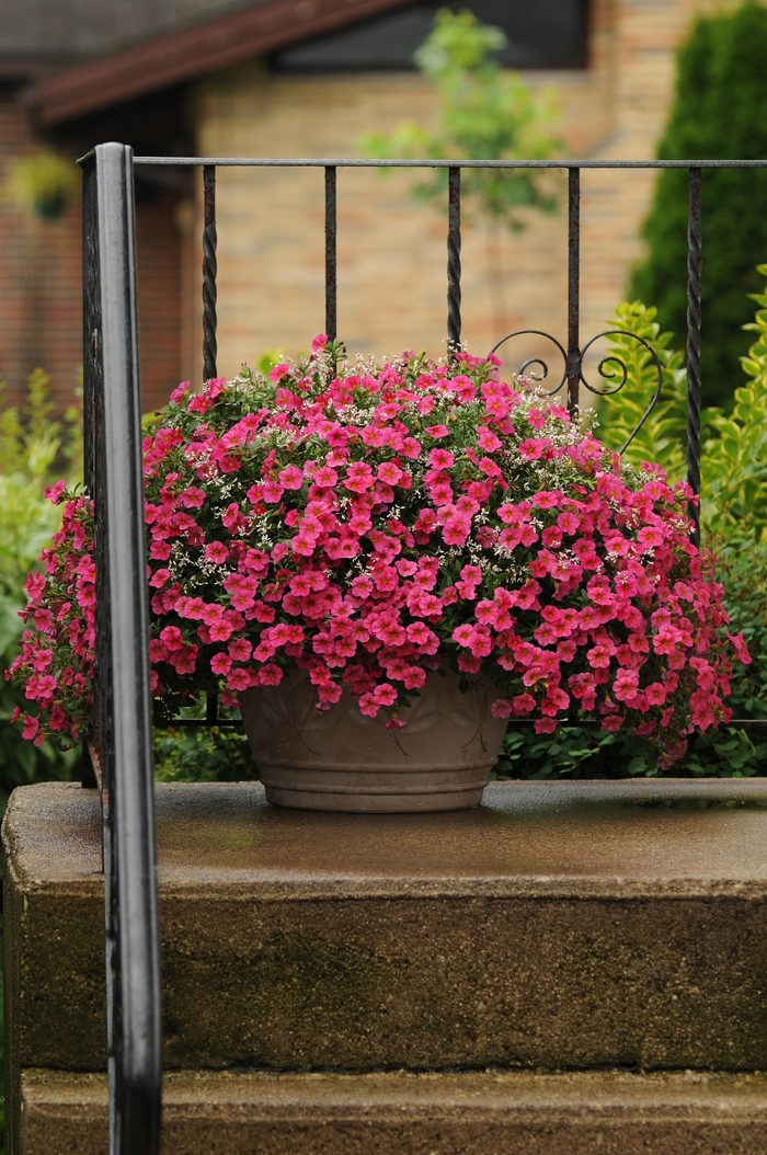 Trailing Petunia - Calibrachoa x hybrida 'Cabaret® Hot Pink' from Sloat Gardens