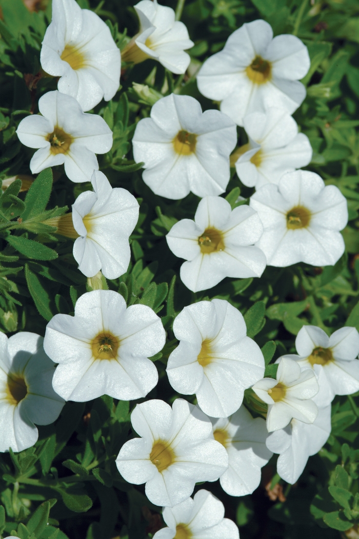 Cabaret® Mini Petunia - Calibrachoa hybrida 'Cabaret Bright White' from Sloat Gardens