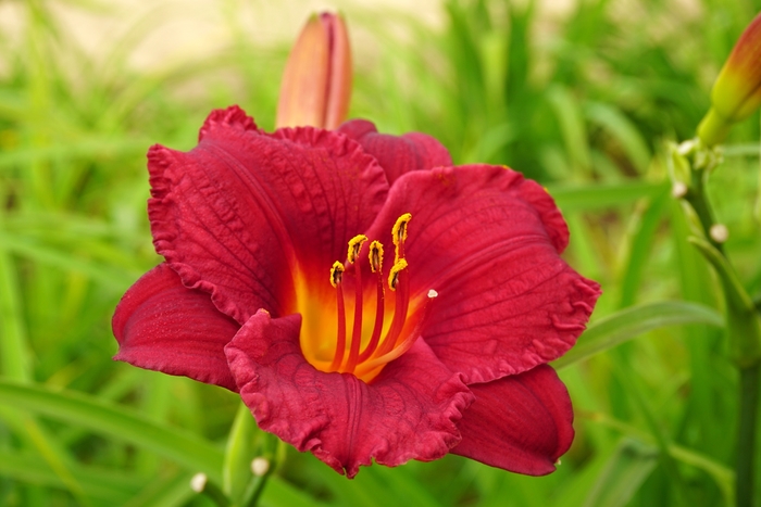 Daylily - Hemerocallis 'Cranberry Baby' from Sloat Gardens
