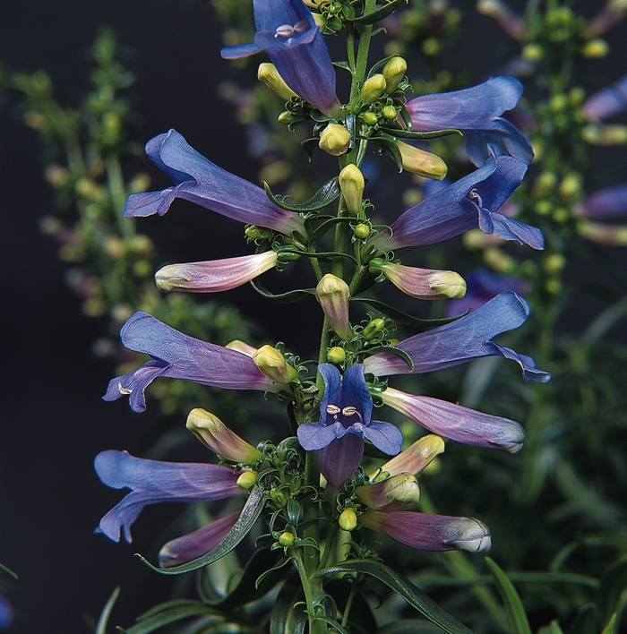 Beardtongue - Penstemon heterophyllus 'Electric Blue' from Sloat Gardens