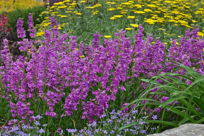 Beardtongue - Penstemon 'Prairie Dusk' from Sloat Gardens