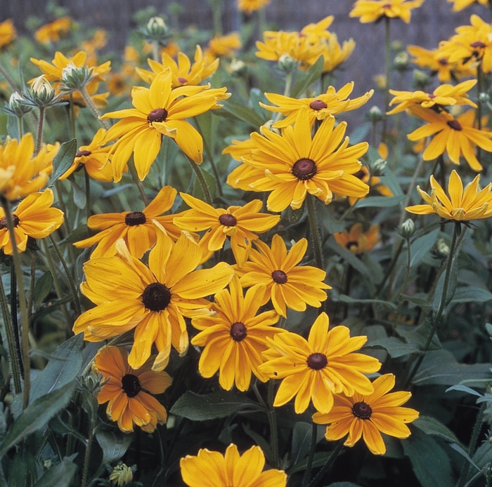 Black Eyed Susan - Rudbeckia hirta 'Indian Summer' from Sloat Gardens