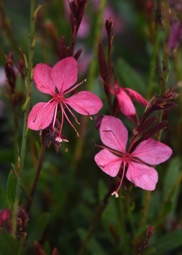 Belleza Pink Gaura - Gauara lindheimeri 'Belleza Pink' from Sloat Gardens