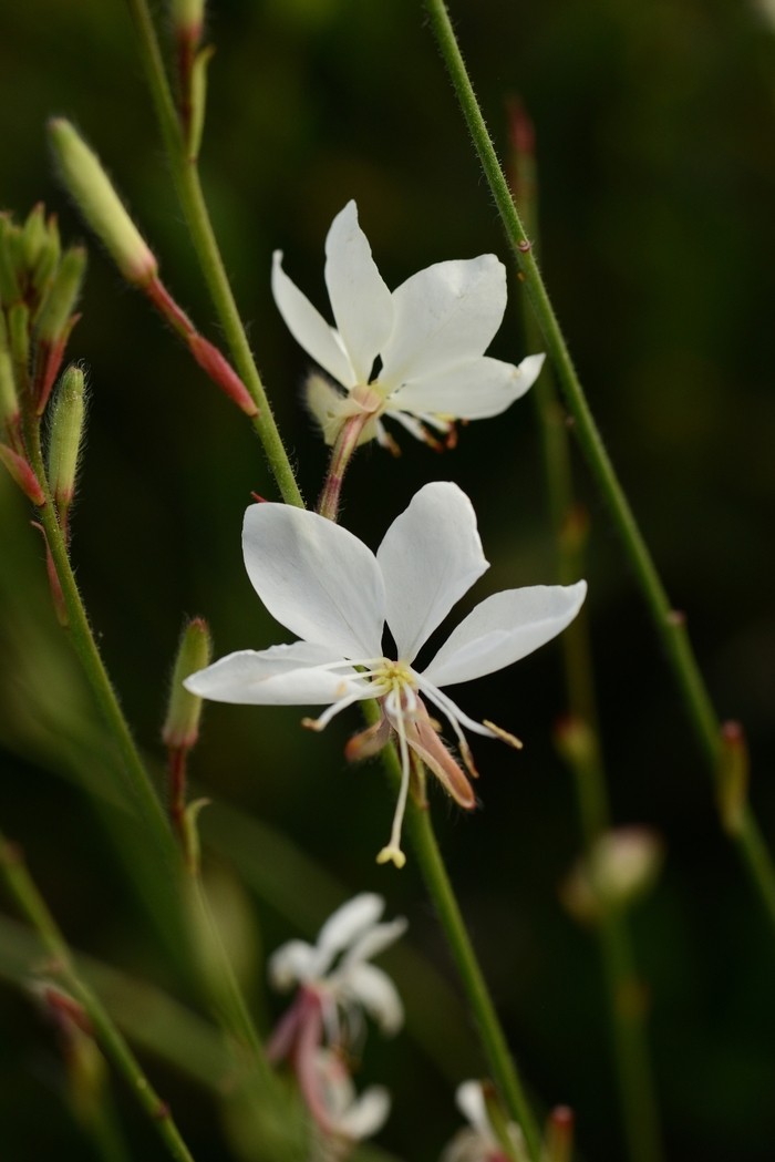 Belleza Pink Gaura - Gauara lindheimeri 'Belleza White' from Sloat Gardens
