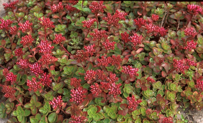 Stonecrop - Sedum spurium 'Fuldaglut' from Sloat Gardens
