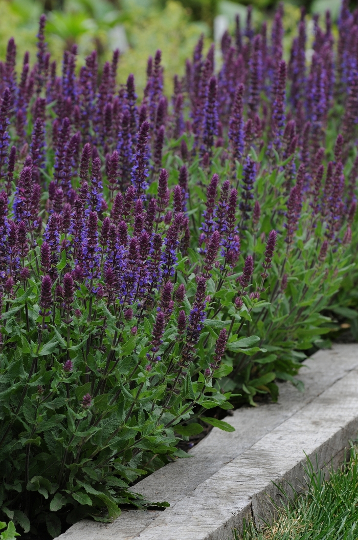 Meadow Sage - Salvia nemorosa 'Lyrical Blues' from Sloat Gardens