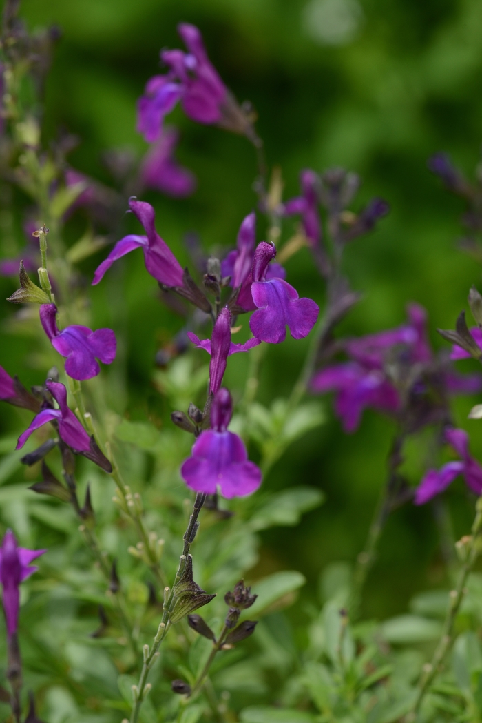 Sage - Salvia greggii 'Mirage™ Deep Purple' from Sloat Gardens
