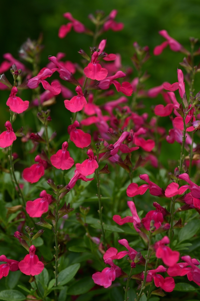  Sage - Salvia greggii 'Mirage™ Hot Pink' from Sloat Gardens