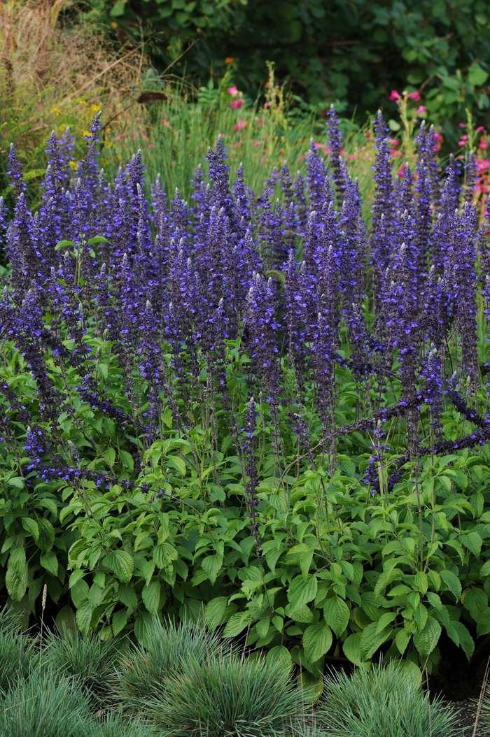 Sage - Salvia 'Mystic Spires Blue' from Sloat Gardens Sage - Salvia 'Mystic Spires Blue' from Sloat Gardens