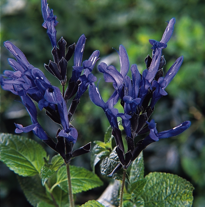 Blue Anise Sage - Salvia guaranitica 'Black and Blue' from Sloat Gardens