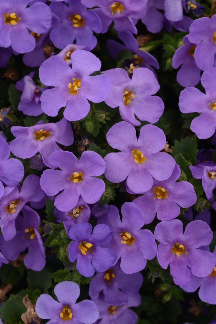 MegaCopa™ Bacopa - Sutera cordata 'MegaCopa™ Blue' from Sloat Gardens