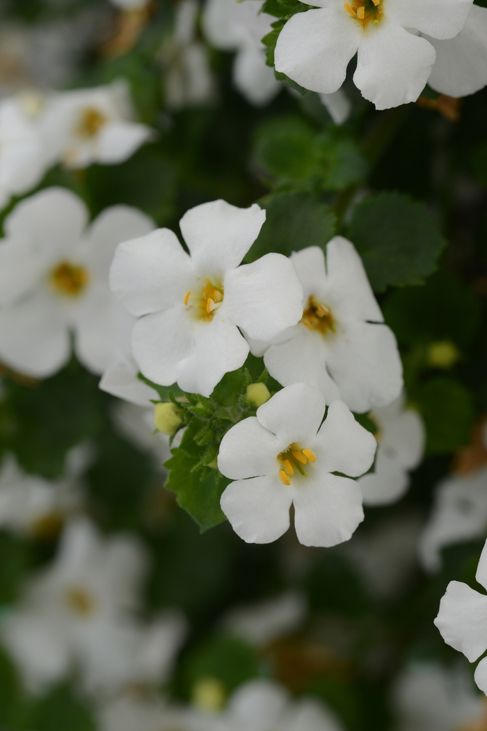 MegaCopa™ Bacopa - Sutera cordata 'MegaCopa White' from Sloat Gardens