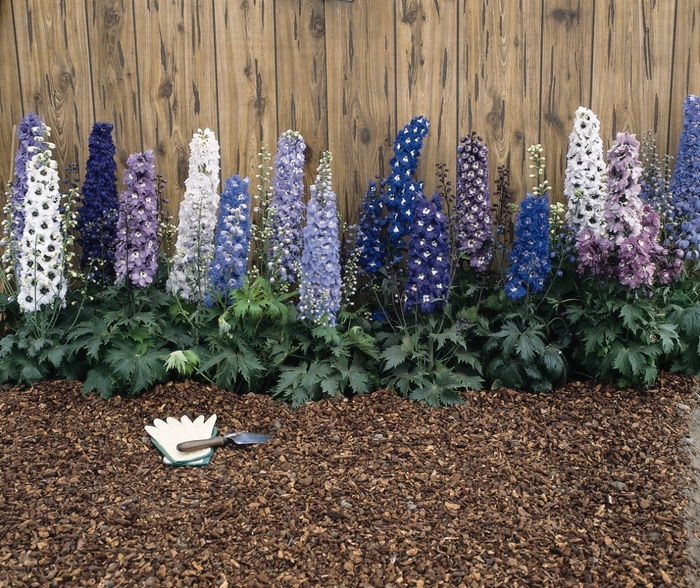 Delphinium - Delphinium 'Magic Fountain Mix' from Sloat Gardens