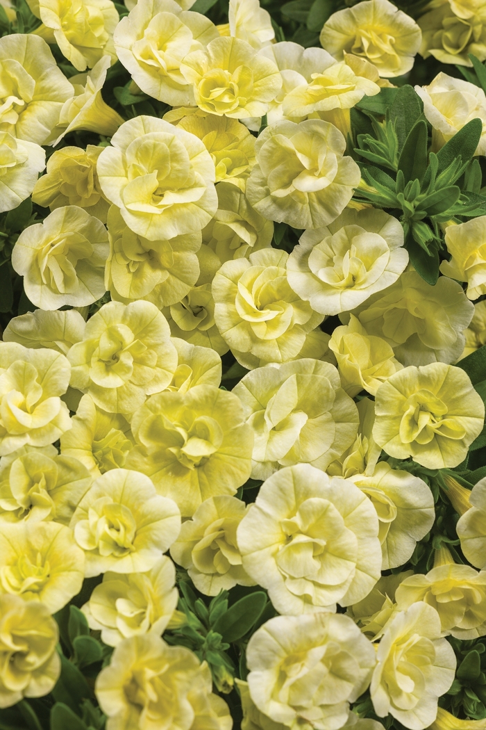 Superbells® Double Chiffon - Calibrachoa hybrid from Sloat Gardens