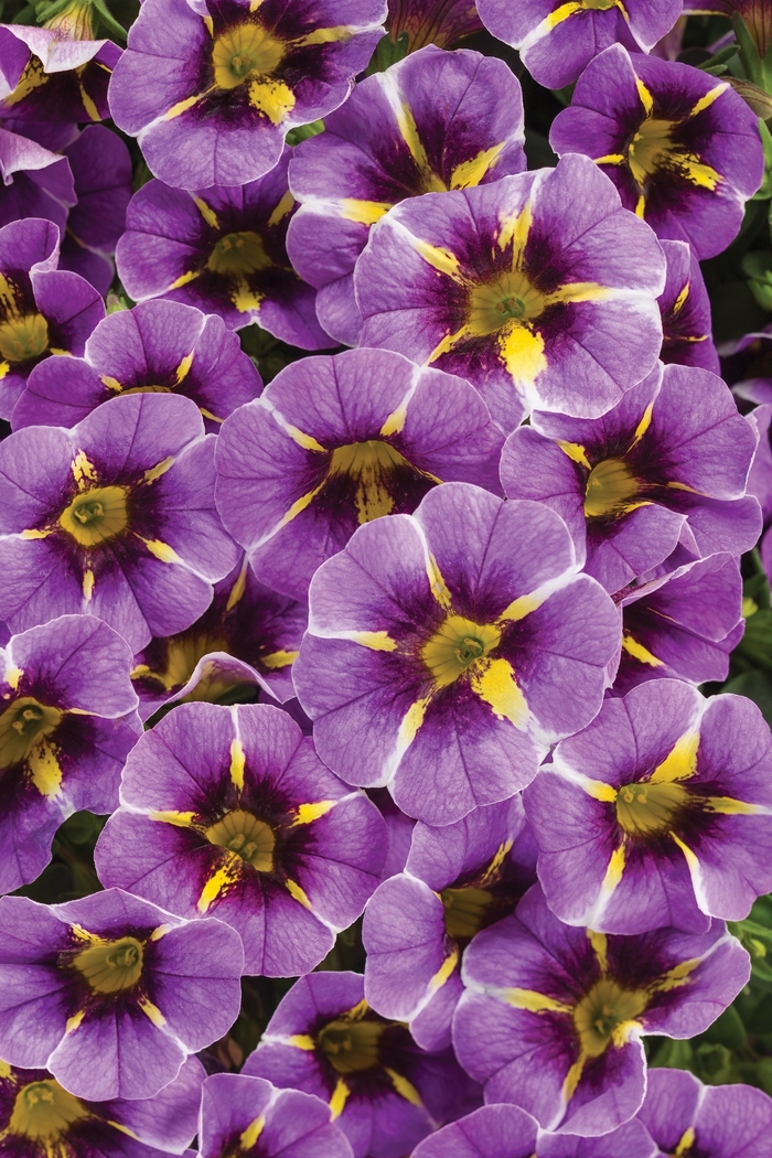 Superbells® Evening Star™ - Calibrachoa hybrid from Sloat Gardens