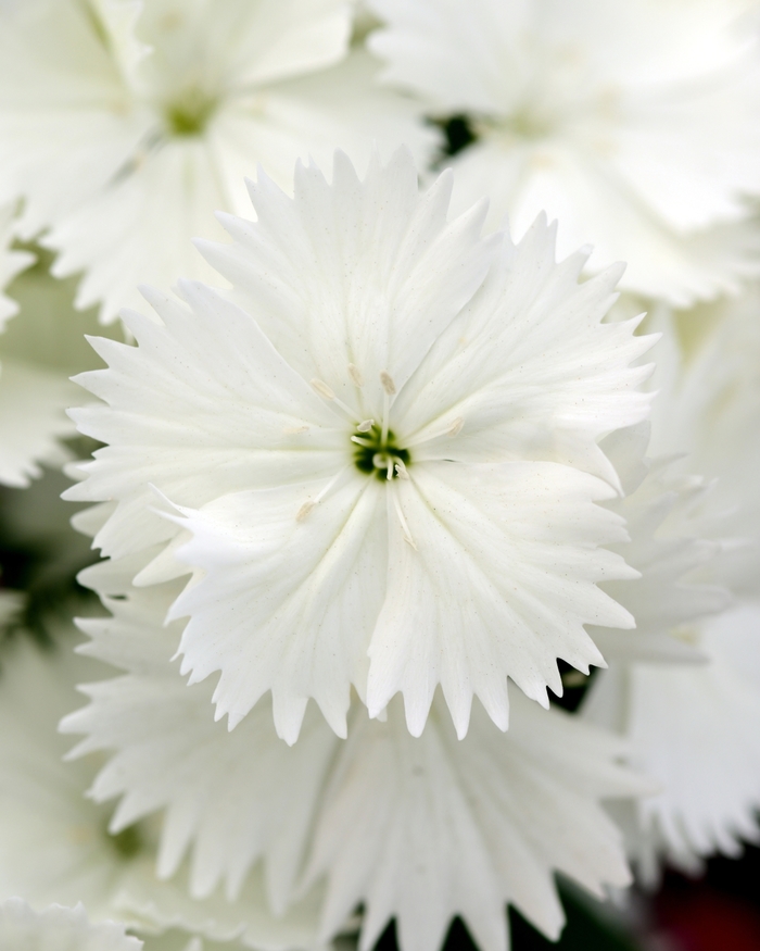 Dianthus - Dianthus hybrida 'Floral Lace White' from Sloat Gardens