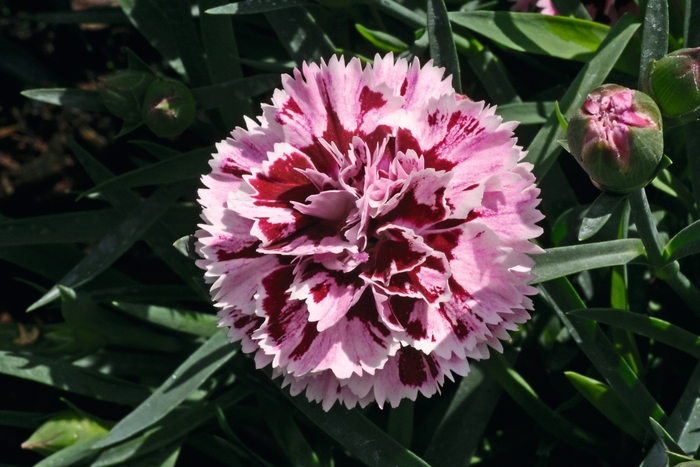 Pot Carnation - Dianthus caryophyllus 'SuperTrouper Velvet + Red' from Sloat Gardens