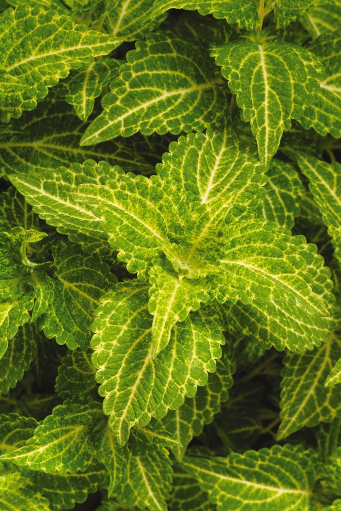 Coleus - Solenostemon scutellarioides 'Electric Lime' from Sloat Gardens