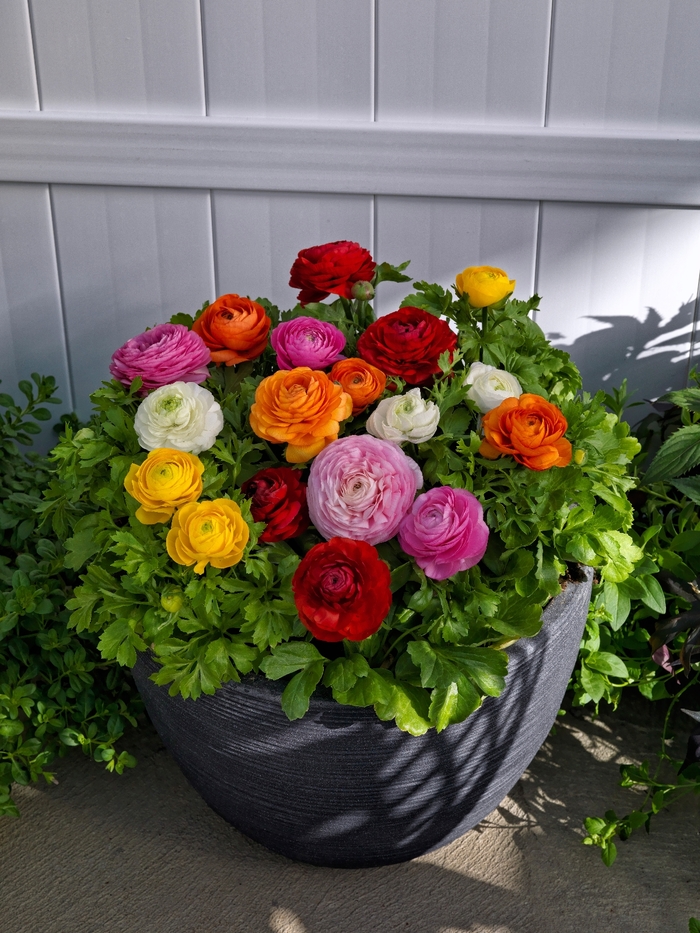 Persian Buttercup - Ranunculus asiaticus 'Bloomingdale II Mix' from Sloat Gardens