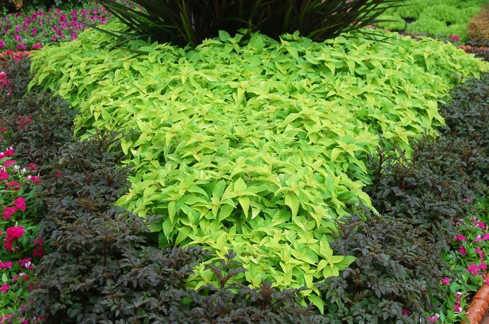 Pineapple Sage - Salvia elegans 'Golden Delicious' from Sloat Gardens Pineapple Sage - Salvia elegans 'Golden Delicious' from Sloat Gardens
