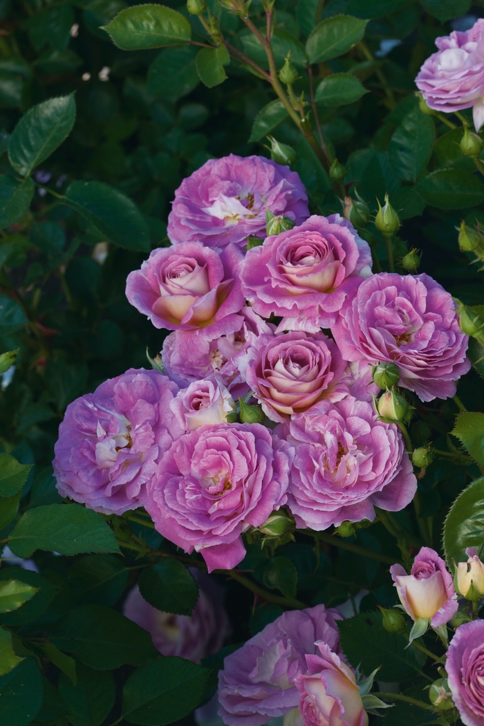 Arctic Blue Rose - Rosa Floribunda 'Arctic Blue' from Sloat Gardens