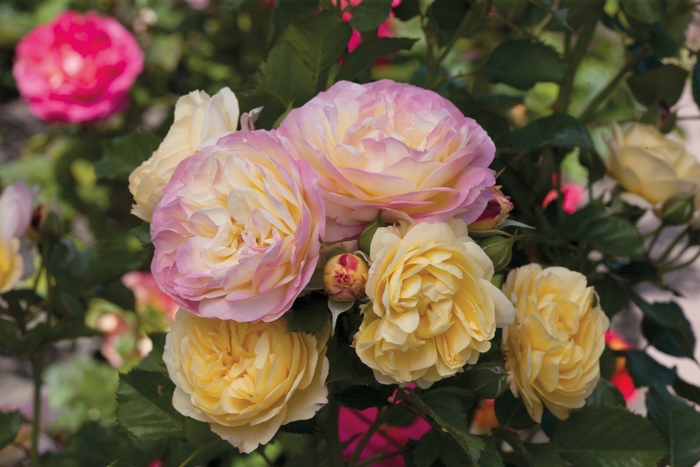 Life of the Party Rose - Rosa Floribunda 'Life of the Party' from Sloat Gardens